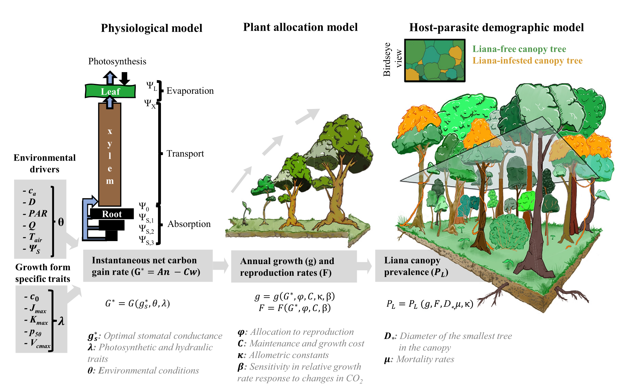 Forest Ecology